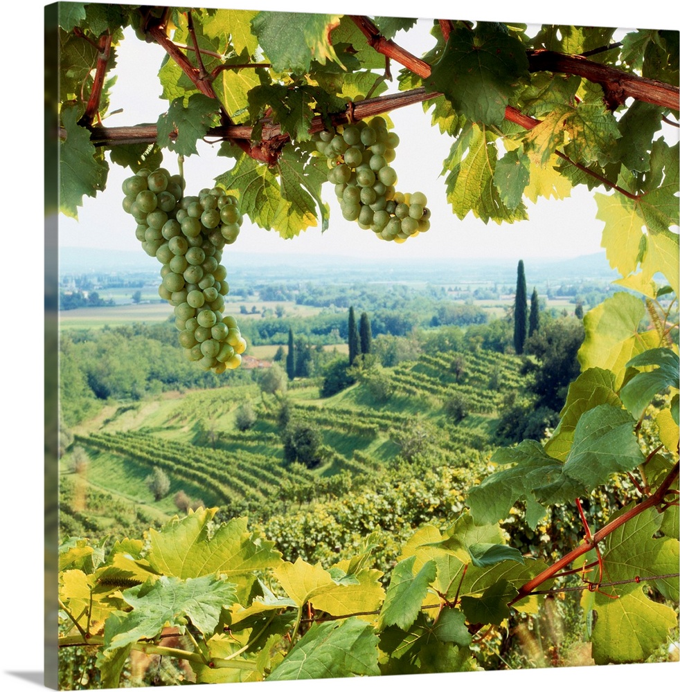 Italy, Friuli, Colli Orientali, vineyards near Corno di Rosazzo town