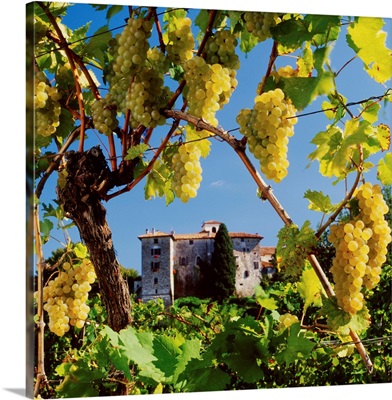 Italy, Friuli, Collio Orientali, grapes and Rosazzo Abbey
