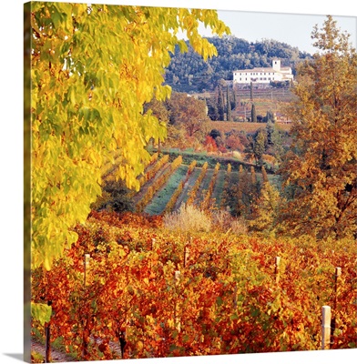 Italy, Friuli, Collio Orientali, vineyards and Rosazzo Abbey in background