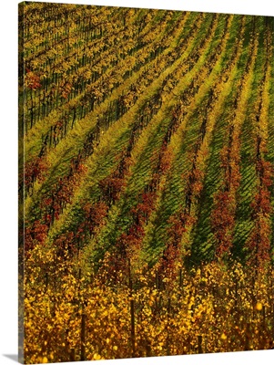 Italy, Friuli, Collio, typical vineyard