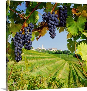 Italy, Friuli, Collio, View towards Ruttars village near Dolegna del Collio town image thumbnail