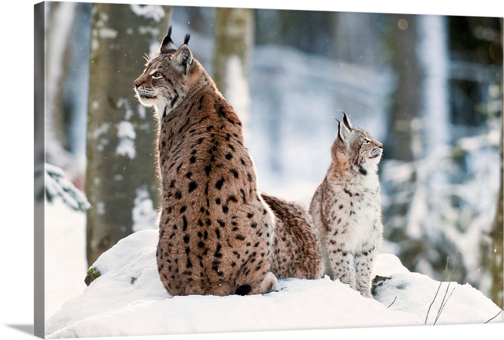 Italy, Friuli-Venezia Giulia, Alps, Julian Alps, Udine district, Carnia, Winter, lynx (lynx lynx) with puppy in the forest