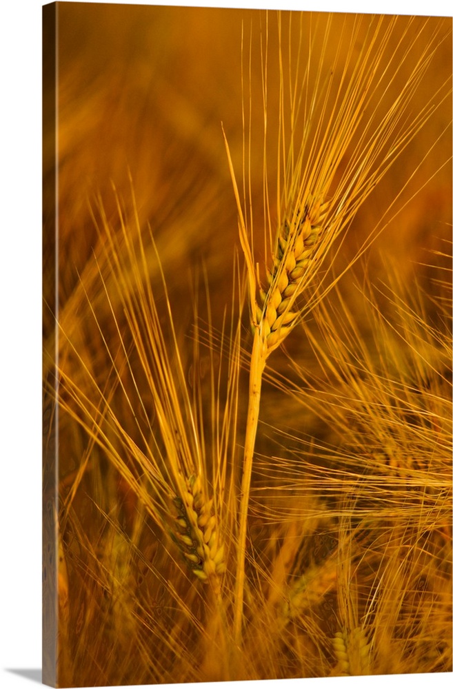 Italy, Friuli-Venezia Giulia, Codroipo, Ear of wheat.