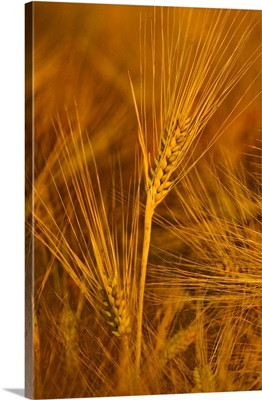 Italy, Friuli-Venezia Giulia, Codroipo, Ear of wheat