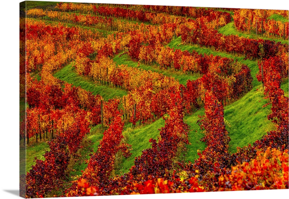 Italy, Friuli-Venezia Giulia, Udine district, Colli Orientali, Premariacco, Colorful autumnal vineyard in Rocca Bernarda.
