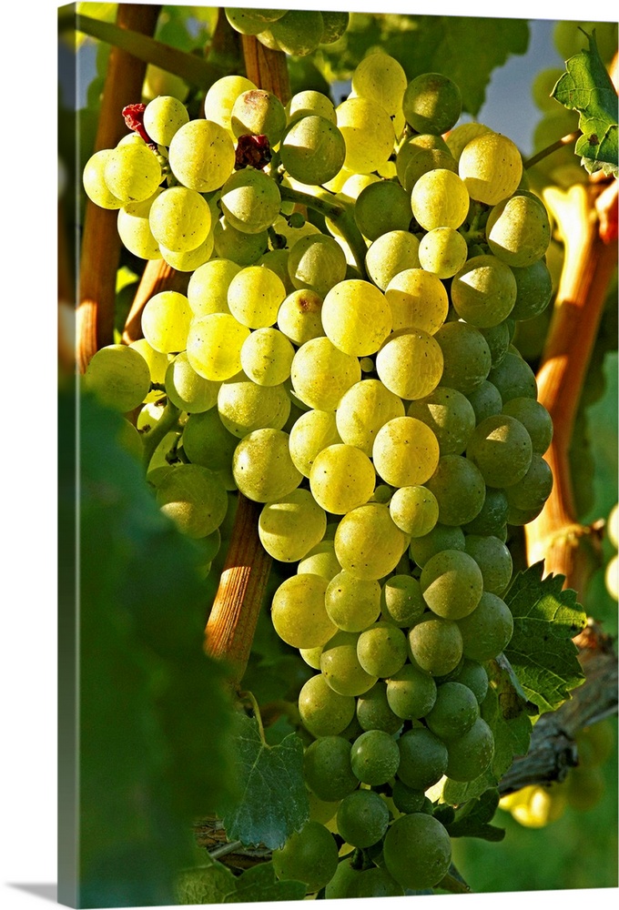 Italy, Friuli-Venezia Giulia, Mediterranean area, Udine district, Colli Orientali, Prepotto, Summer, bunch of grapes in Al...