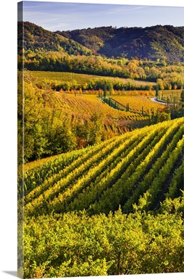 Italy, Friuli-Venezia Giulia, Ruttars locality, vineyards in autumn