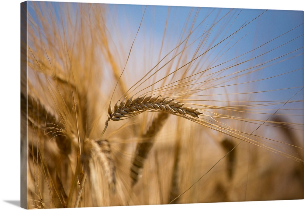 Italy, Friuli-Venezia Giulia, Udine district, Field of wheat at sun in Porpetto campaign.