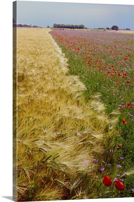 Italy, Friuli, Wheat field