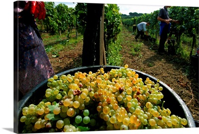 Italy, Latium, Rome, Colli Albani, Colle Picchioni farm, grape harvest