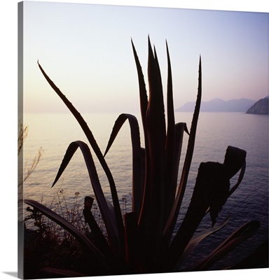 Italy, Liguria, Cinque Terre, Cactus plant