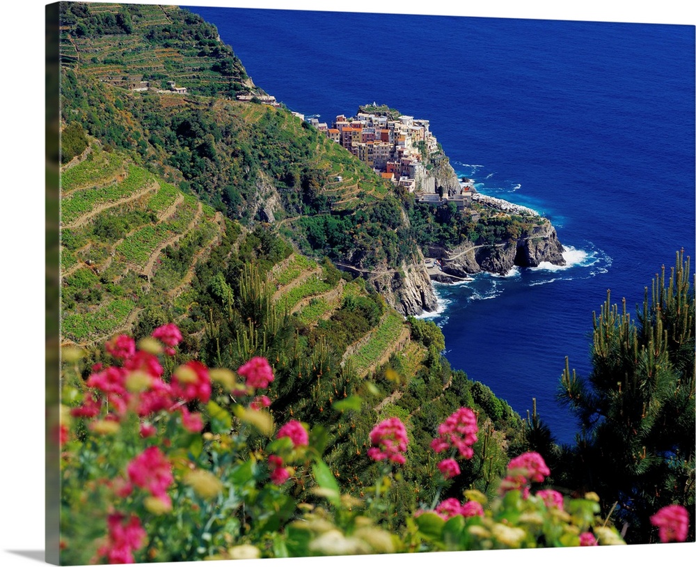Italy, Liguria, Manarola, vineyards