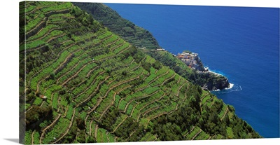 Italy, Liguria, Manarola, Vineyards