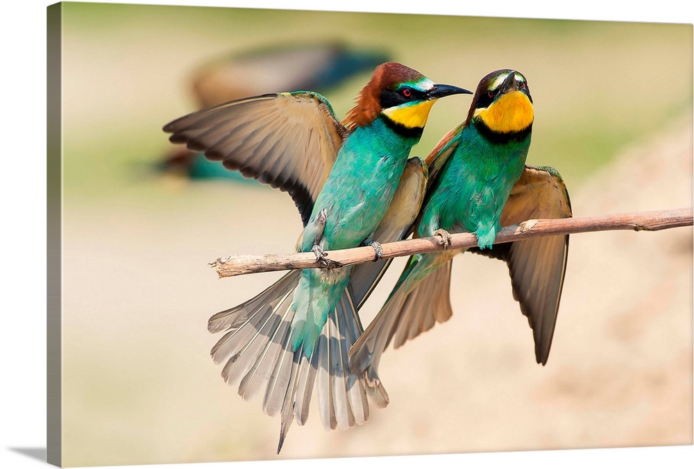 Italy, Lombardy, Mantova district, Canneto sull'oglio, Couple of bee-eaters on a branch laid.