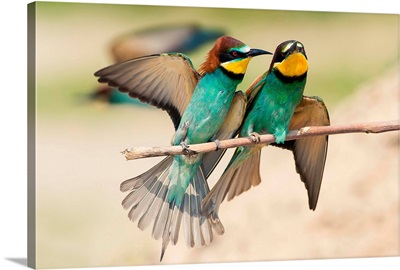 Italy, Lombardy, Canneto Sull'oglio, Couple Of Bee-Eaters On A Branch Laid