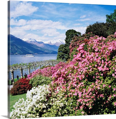 Italy, Lombardy, Como Lake, Bellagio, park with rhododendron on lakeside