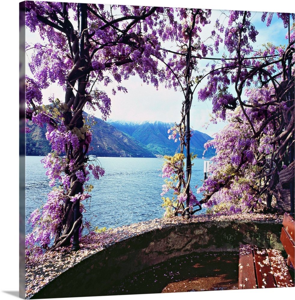 Italy, Lombardy, Como Lake, Tremezzo, Mediterranean area, Como district, Travel Destination, Wisteria flowers on lakeside
