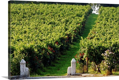 Italy, Lombardy, Franciacorta, Bornato, Monte Rossa wine cellar, vineyards