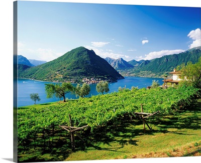 Italy, Lombardy, Lago d'Iseo, vineyards and Monte Isola island