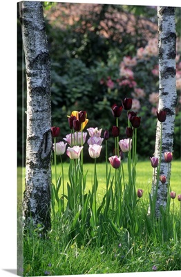 Italy, Lombardy, Missoni garden tulip