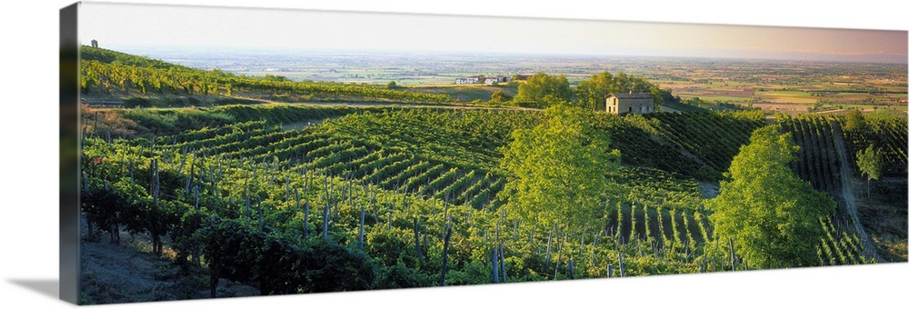 Italy, Lombardy, Oltrepo Pavese, vineyards and Pianura Padana in background