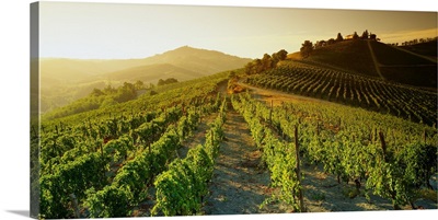Italy, Lombardy, Oltrepo Pavese, vineyards near Casteggio town