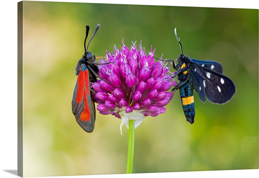 Italy, Lombardy, Mantova district, Ponti sul Mincio locality, the 2 butterflies photographed are the Beloved Phegea and Zy...