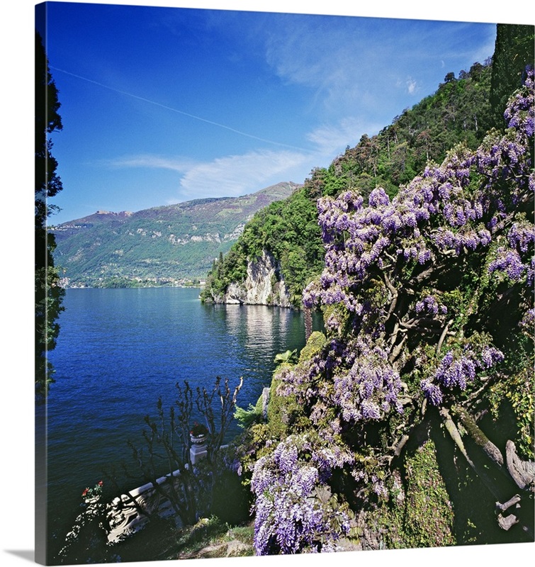 Italy, Lombardy, Villa Balbianello, wisteria in the park on lakeside |  Great Big Canvas