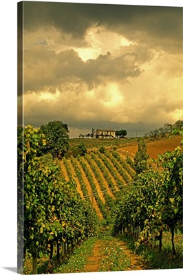 Italy, Marches, Castelplanio, Vineyards near Castelplanio
