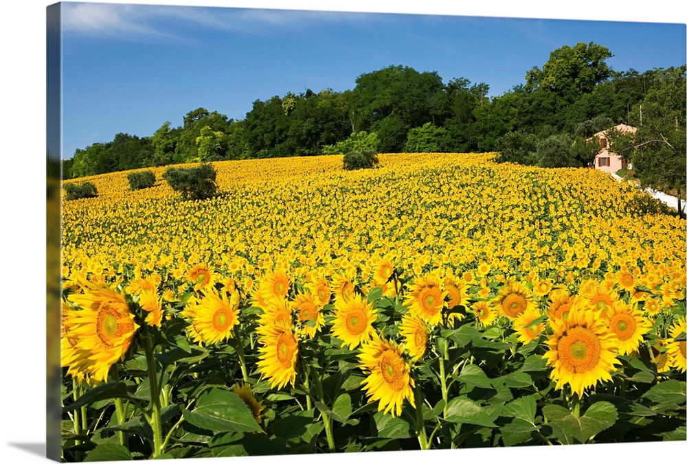 Italy, Marches, Mediterranean area, Macerata district, Sunflowers near Macerata