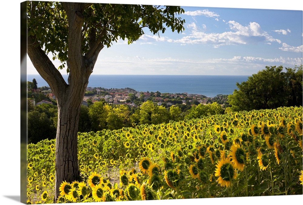 Italy, Marches, Parco del Conero, Numana, Countryside of Numana village with sunflowers