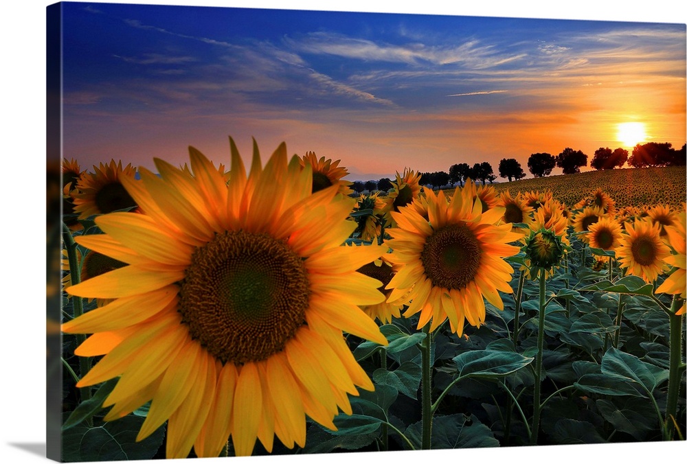 Italy, Marches, Macerata district, Sunflowers at sunset in the countryside near Morrovalle village.