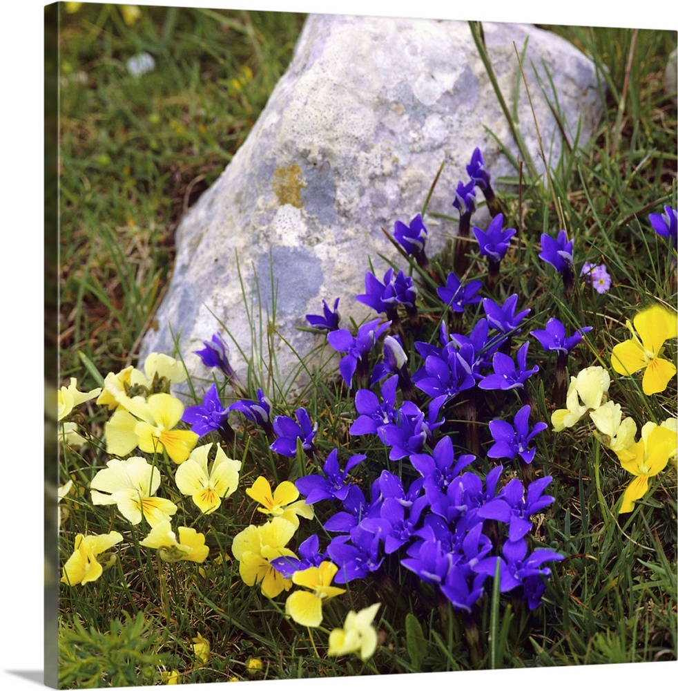 Italy, Pansy and Gentianella flowers