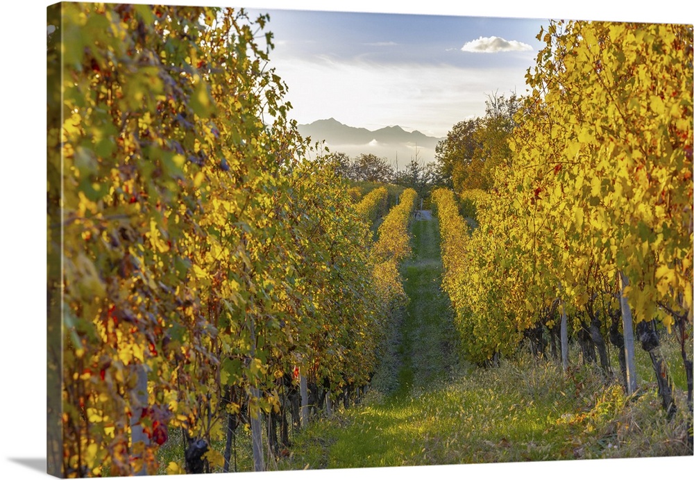 Italy, Piedmont, Vercelli district, Alps, Alto Piemonte, Gattinara, Nebbiolo vineyards on the hills of Gattinara.