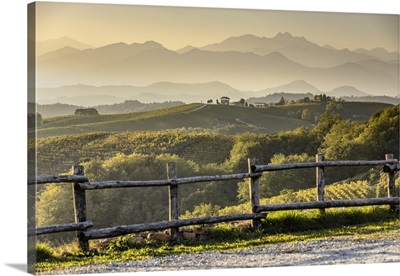 Italy, Piedmont, Alto Piemonte, Nebbiolo Vineyards In Gattinara And The Biella Alps
