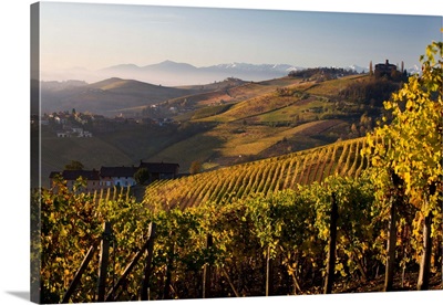 Italy, Piedmont, Colline del Barolo, Cuneo district, Langhe, Barolo, Hills and vineyards