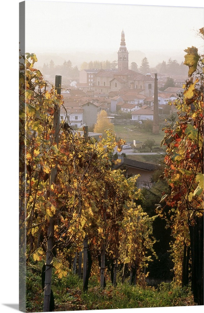 Italy, Piedmont, Ghemme, Vineyards