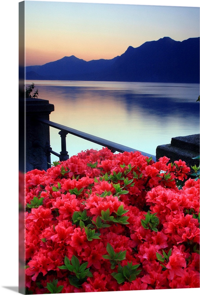 Italy, Piedmont, Lake Maggiore, Verbania, dawn, Azalea flowering on the lakefront