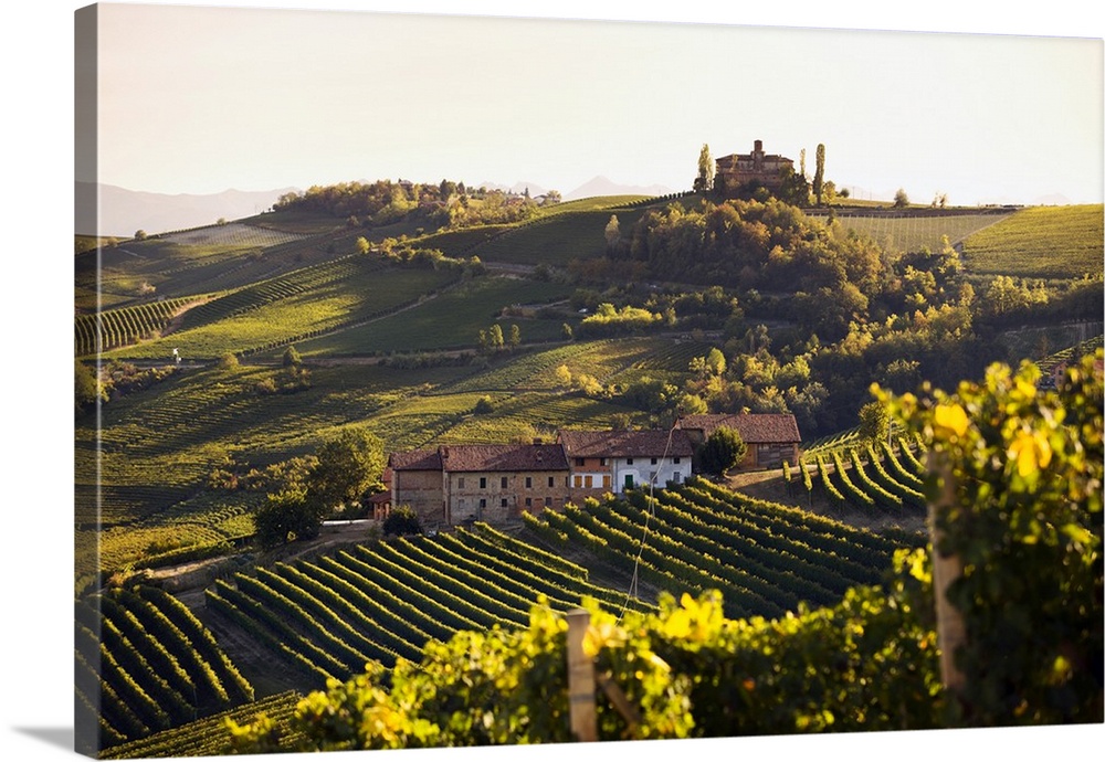 Italy, Piedmont, Langhe, Barolo, Mediterranean area, Cuneo district, Travel Destination, Vineyards