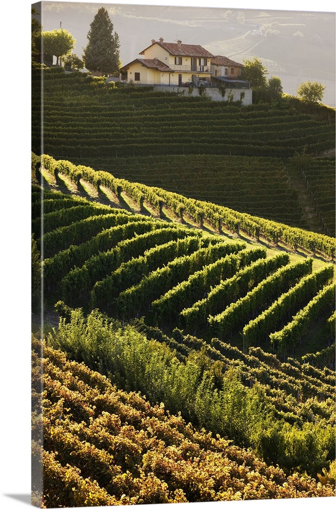 Italy, Piedmont, Langhe, Barolo, Vineyards and country house
