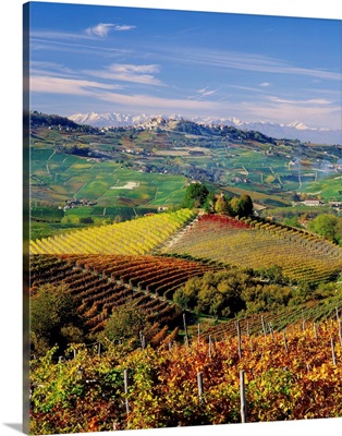 Italy, Piedmont, Langhe, Barolo vineyards and La Morra village in background