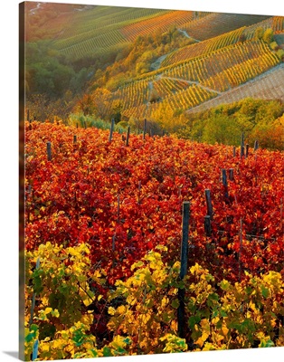 Italy, Piedmont, Langhe, vineyards