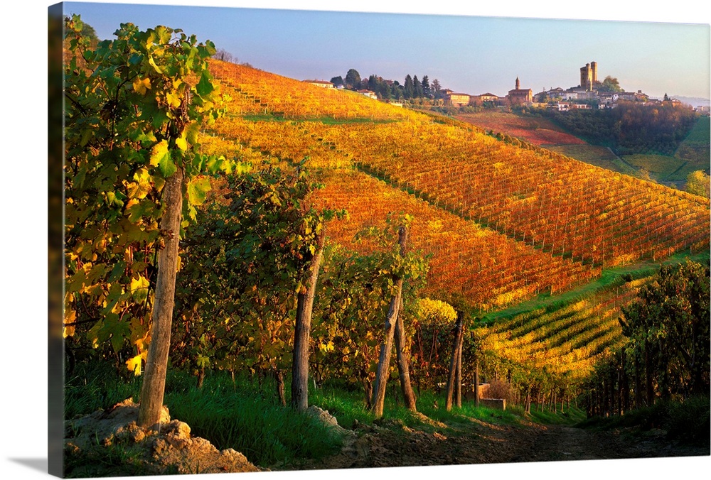 Italy, Italia, Piedmont, Piemonte, Langhe, Vineyards near Serralunga d'Alba village