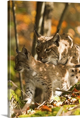 Italy, Prealpi Giulie Regional Park, Udine district, Wild linx mother with cub