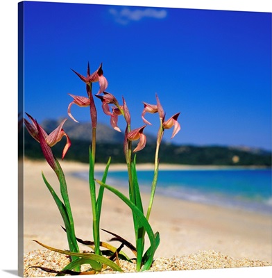 Italy, Sardinia, Costa Smeralda, Liscia Ruja beach, orchid