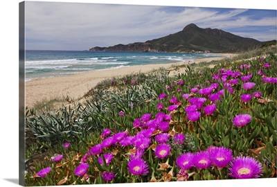 Italy, Sardinia, Costa Verde, Marina di Arbus, Carpobrotus flowers blossom