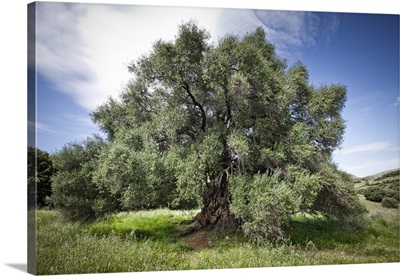 Italy, Sardinia, Gallura, Santo Baltolu di Carana, the oldest Italian olive tree