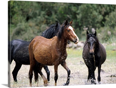 Italy, Sardinia, Gesturi, horses of Giara di Gesturi plateau