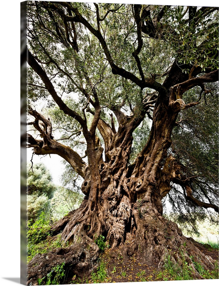 Italy, Sardinia, Luras, Santo Baltolu di Carana, the oldest Italian olive tree (3800/4000 years old).