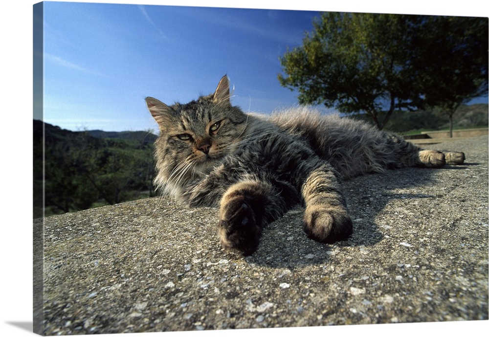 Italy, Sardinia, Mediterranean area, Nurra, Sassari district, Alghero, Domestic cat